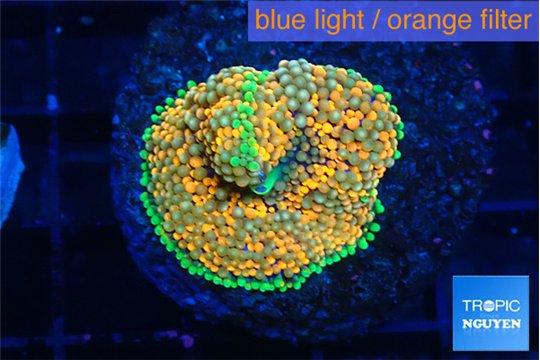 Ricordea floridae orange rainbow 1 polyp WYSIWYG acclimaté