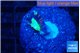 Caulastrea green purple 1 polyp WYSIWYG acclimaté