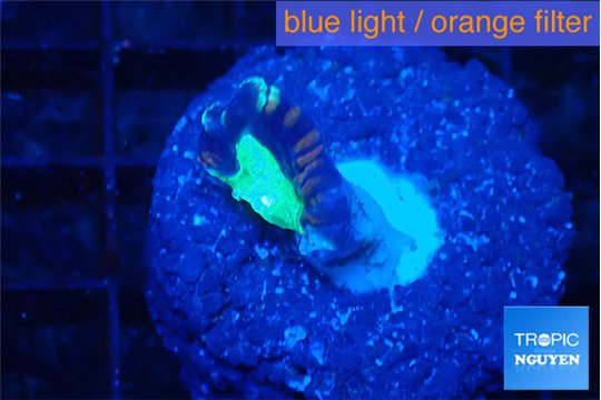 Caulastrea green purple 1 polyp WYSIWYG acclimaté