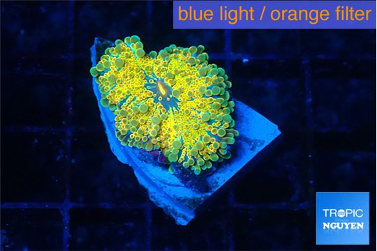 Ricordea yuma 24k 1 polyp WYSIWYG acclimaté
