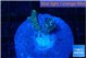 Seriatopora caliendrum green 1-2 cm WYSIWYG acclimaté