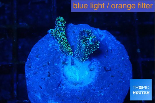 Seriatopora caliendrum green 1-2 cm WYSIWYG acclimaté