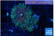 Ricordea yuma red green 2 polyps WYSIWYG acclimaté