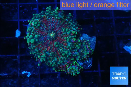 Ricordea yuma red green 2 polyps WYSIWYG acclimaté