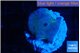 Discosoma deep blue avatar 1 polyp WYSIWYG acclimaté