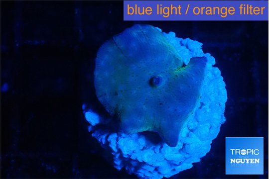Discosoma deep blue avatar 1 polyp WYSIWYG acclimaté