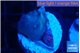 Discosoma deep blue avatar 1 polyp WYSIWYG acclimaté