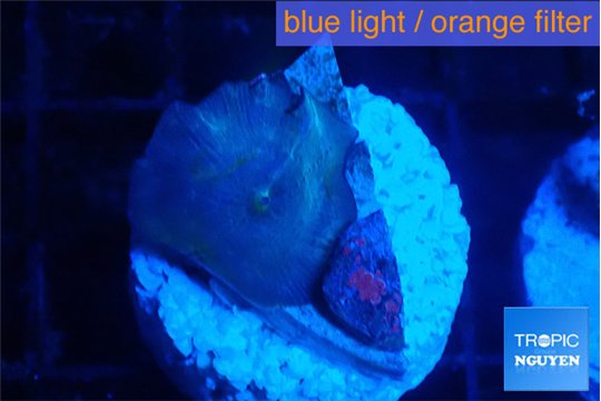 Discosoma deep blue avatar 1 polyp WYSIWYG acclimaté