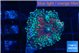 Ricordea yuma red green 1 polyp WYSIWYG acclimaté