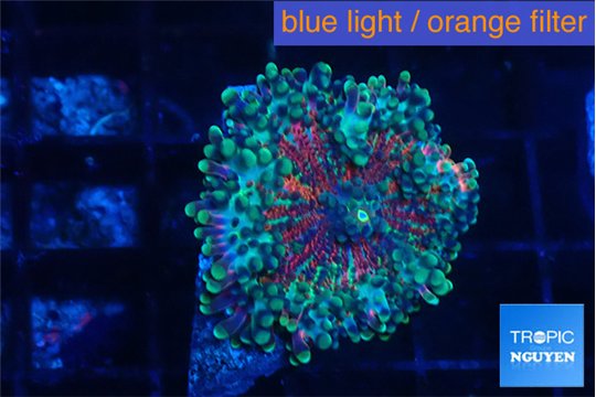 Ricordea yuma red green 1 polyp WYSIWYG acclimaté
