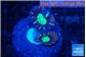 Caulastrea green purple 2 polyps WYSIWYG acclimaté