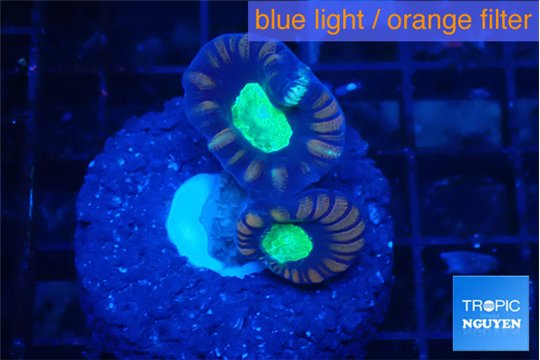 Caulastrea green purple 2 polyps WYSIWYG acclimaté