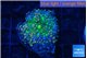 Ricordea yuma green purple 1 polyp WYSIWYG acclimaté