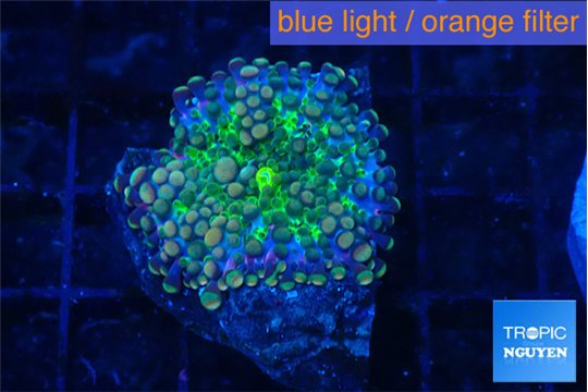 Ricordea yuma green purple 1 polyp WYSIWYG acclimaté