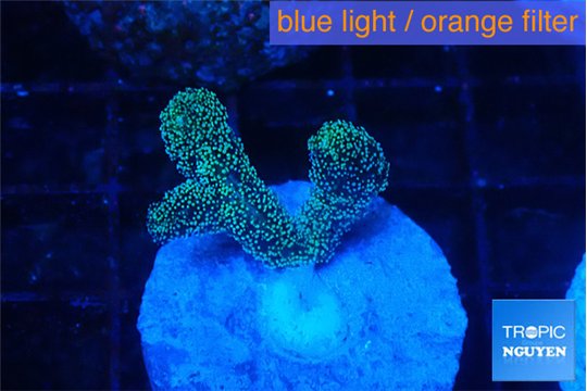 Seriatopora caliendrum green 2 cm WYSIWYG acclimaté