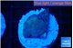 Discosoma deep blue avatar 1 polyp WYSIWYG acclimaté