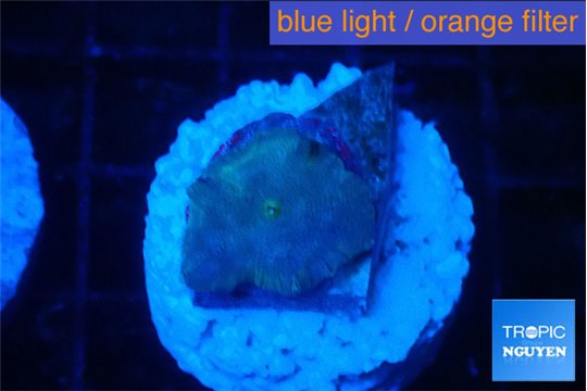 Discosoma deep blue avatar 1 polyp WYSIWYG acclimaté