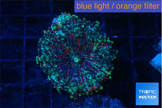 Ricordea yuma red green 1 polyp WYSIWYG acclimaté
