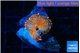 Rhodactis red blue superman 1 polyp WYSIWYG acclimaté