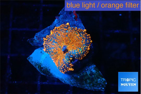 Rhodactis red blue superman 1 polyp WYSIWYG acclimaté