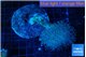 Sarcophyton long white polyps 8-14 cm WYSIWYG acclimaté