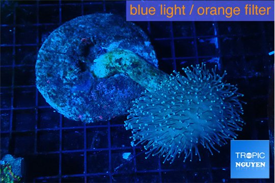 Sarcophyton long white polyps 8-14 cm WYSIWYG acclimaté
