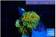 Ricordea yuma 24k 1 polyp WYSIWYG acclimaté