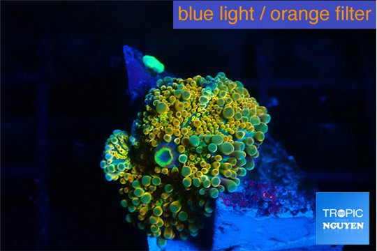 Ricordea yuma 24k 1 polyp WYSIWYG acclimaté