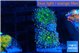 Ricordea yuma green purple 2 polyps WYSIWYG acclimaté