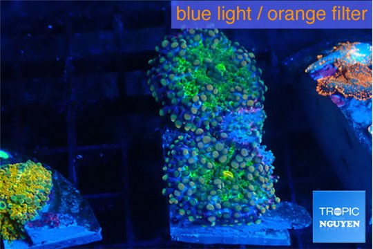 Ricordea yuma green purple 2 polyps WYSIWYG acclimaté