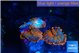 Rhodactis red blue superman 3 polyps WYSIWYG acclimaté