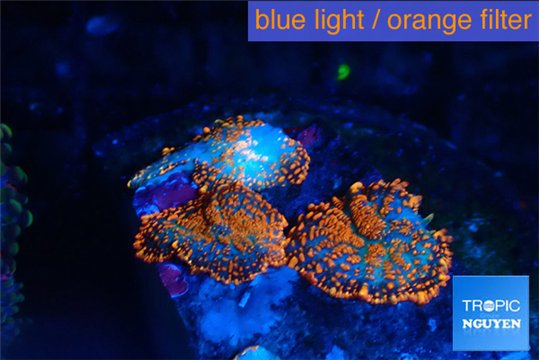 Rhodactis red blue superman 3 polyps WYSIWYG acclimaté