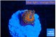 Rhodactis red blue superman small polyps 1 polyp WYSIWYG acclimaté