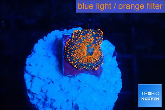 Rhodactis red blue superman small polyps 1 polyp WYSIWYG acclimaté
