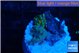 Ricordea yuma mixed color 2 polyps WYSIWYG acclimaté
