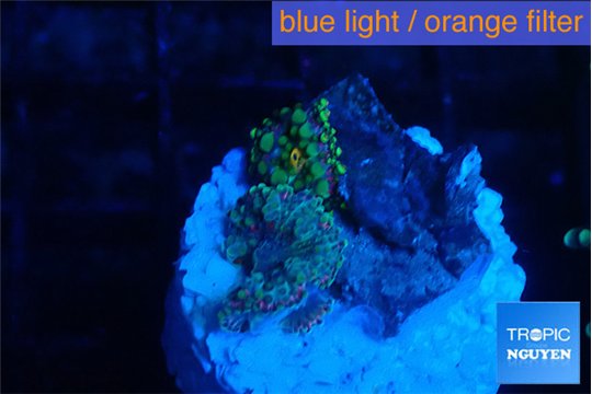 Ricordea yuma mixed color 2 polyps WYSIWYG acclimaté