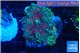 Ricordea yuma green purple 2 polyps WYSIWYG acclimaté
