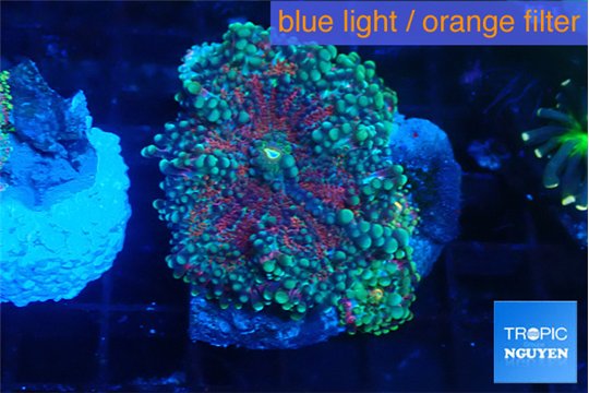 Ricordea yuma green purple 2 polyps WYSIWYG acclimaté