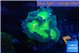Pectinia rainbow 7-11 cm WYSIWYG acclimaté