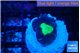 Caulastrea green purple 1 polyp WYSIWYG acclimaté