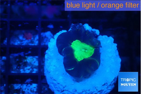 Caulastrea green purple 1 polyp WYSIWYG acclimaté