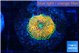 Ricordea floridae orange rainbow 1 polyp WYSIWYG acclimaté