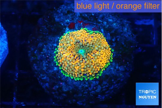 Ricordea floridae orange rainbow 1 polyp WYSIWYG acclimaté