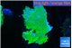 Montipora green cap 4-5 cm WYSIWYG acclimaté