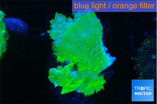 Montipora green cap 4-5 cm WYSIWYG acclimaté