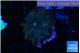 Ricordea yuma orange spot 1 polyp WYSIWYG acclimaté