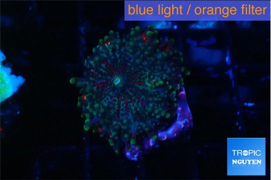 Ricordea yuma orange spot 1 polyp WYSIWYG acclimaté