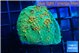 echinophyllia cosmic candy 3-4 cm WYSIWYG acclimaté