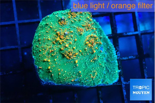 echinophyllia cosmic candy 3-4 cm WYSIWYG acclimaté