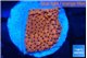 Montipora death spiral 2-3 cm WYSIWYG acclimaté
